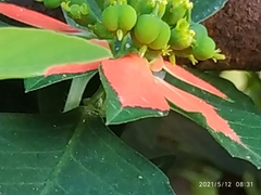 Euphorbia cyathophora