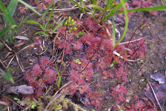 Drosera tokaiensis