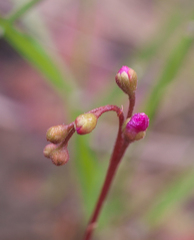 Drosera tokaiensis
