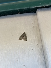 Hydriomena transfigurata