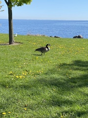 Branta canadensis
