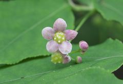 Euonymus oxyphyllus oxyphyllus