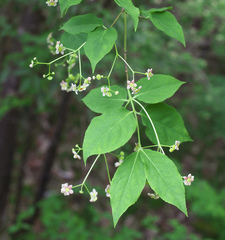 Euonymus oxyphyllus oxyphyllus