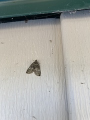 Hydriomena transfigurata