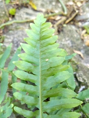Polypodium plesiosorum