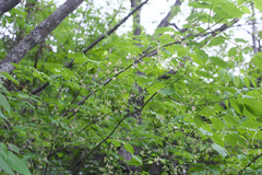 Euonymus oxyphyllus oxyphyllus