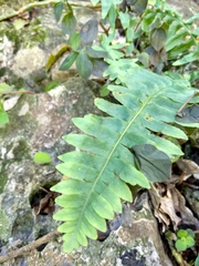 Polypodium plesiosorum