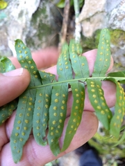 Polypodium plesiosorum