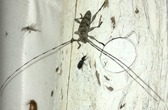 Acanthocinus obsoletus