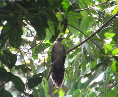 Dromococcyx phasianellus