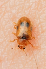 Coccidula scutellata