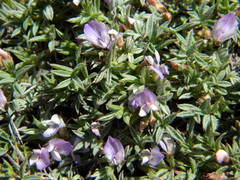 Astragalus kentrophyta