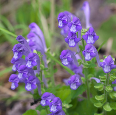 Scutellaria laeteviolacea
