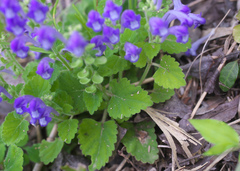 Scutellaria laeteviolacea