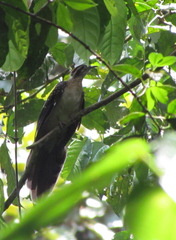 Dromococcyx phasianellus