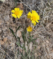 Tetraneuris argentea