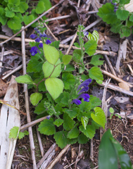 Scutellaria laeteviolacea