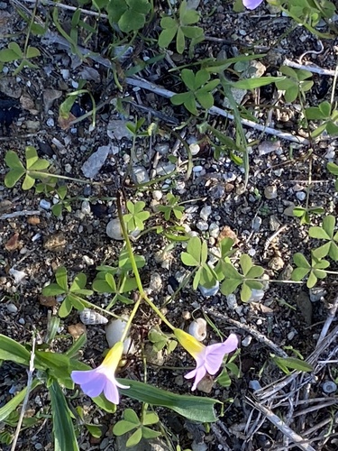 Oxalis caprina (Oxalis caprina)