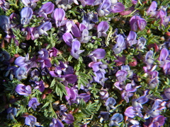 Astragalus kentrophyta