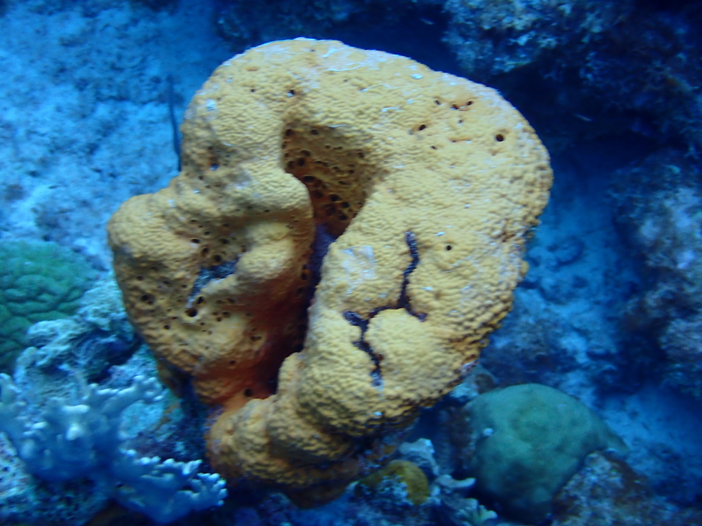 Citron Sponge