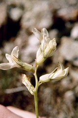 Astragalus beckwithii