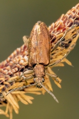 Donacia bicolora