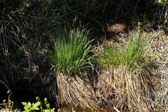 Carex elata
