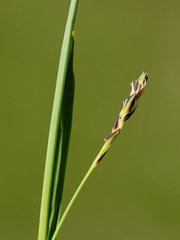 Carex panicea