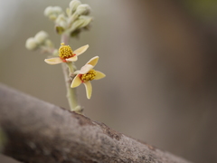 Grewia tiliifolia