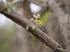 Grewia tiliifolia