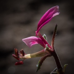 Pelargonium griseum