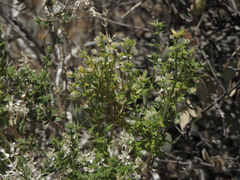 Galium stellatum