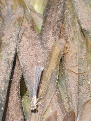 Ischnura saharensis