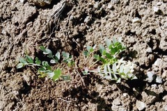 Astragalus beckwithii
