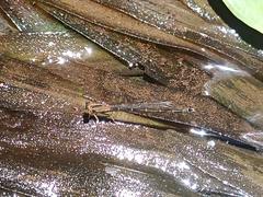 Ischnura saharensis
