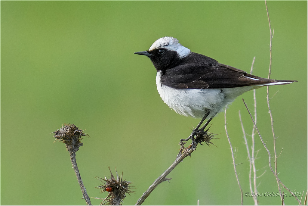 Pied Wheatear photo
