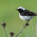 Pied Wheatear - Photo (c) Анна Голубева, some rights reserved (CC BY-NC-ND), uploaded by Анна Голубева