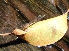 Ischnura saharensis