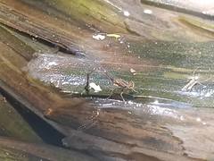 Ischnura saharensis
