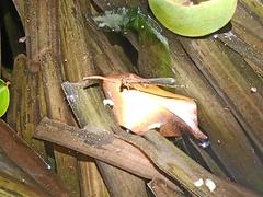 Ischnura saharensis