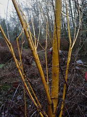 Salix × fragilis vitellina