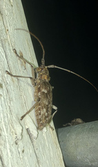 Monochamus titillator