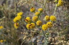 Hymenopappus filifolius