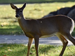 Odocoileus virginianus
