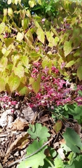 Epimedium × rubrum