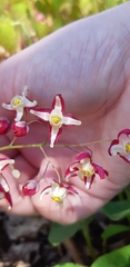 Epimedium × rubrum