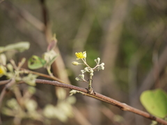 Grewia tiliifolia