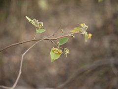 Grewia tiliifolia