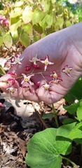 Epimedium × rubrum