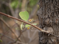 Grewia tiliifolia